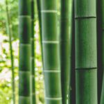 L’histoire du bambou chinois : une leçon de patience et de persévérance à découvrir dans un livre inspirant
