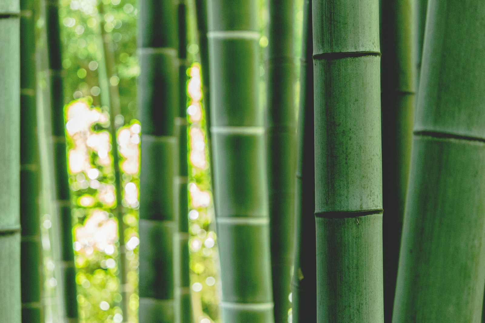 L’histoire du bambou chinois : une leçon de patience et de persévérance à découvrir dans un livre inspirant