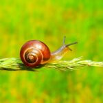 Pourquoi la bave d’escargot est devenue un must-have beauté en 2025 🐌✨