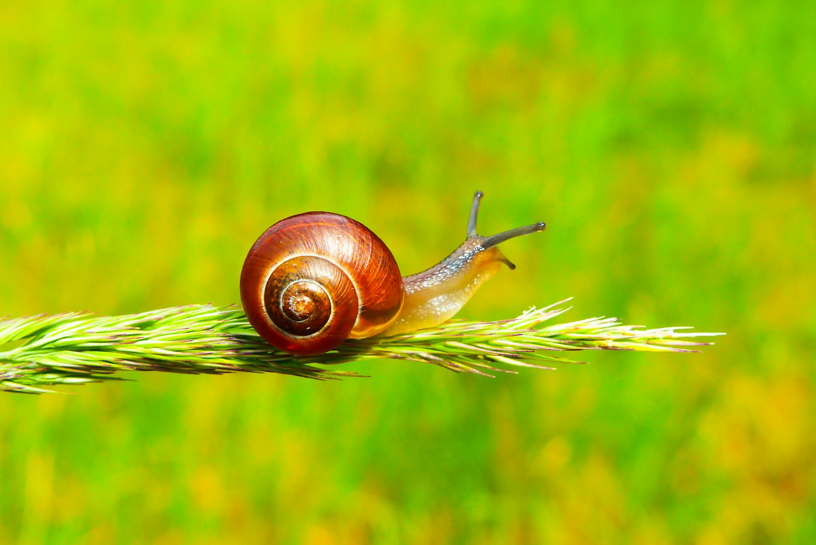 Bave escargot